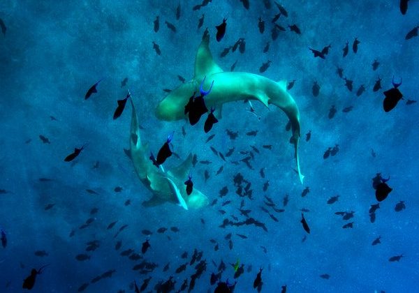 Sharks, Bora Bora, & Engaging M&A Markets I:  Markets “Speak”